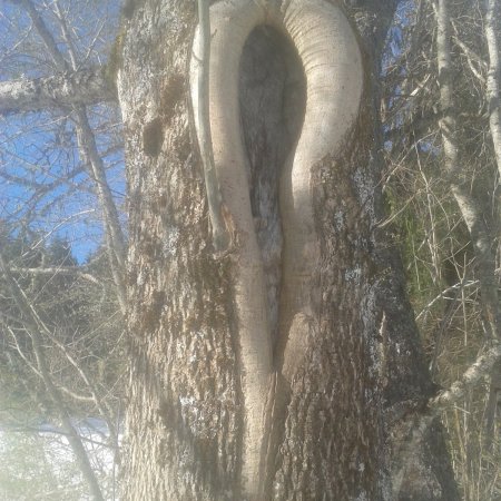 Expo Philo "L'ART PREMIER des ARBRES" du 5 avril au 4 mai