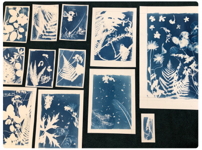 journes_randocyanotype.png