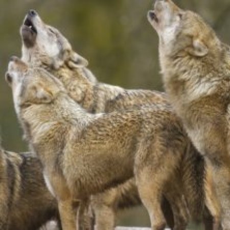 Sur le loup... rencontre avec Didier Sala