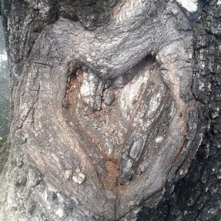 vernissage EXPO Philo "L'art premier des arbres"