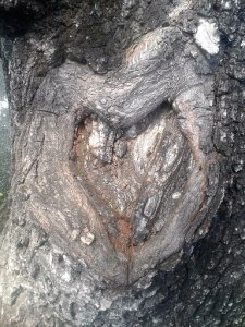 photo_arbres.jpg